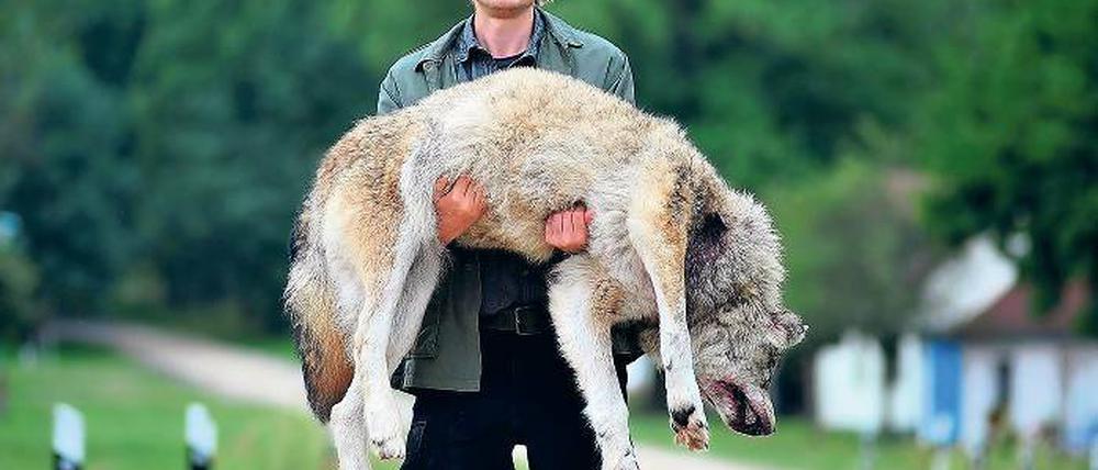 Schuss in der Nacht. Wolfsbeobachter Stefan Waldner trägt im neuen Polizeiruf 110: Wolfsland einen illegal erschossenen Wolf zum Haus von Jagdpächterin und Schlossherrin Elisabeth von Taupitz. Wie in der Realität auch spaltet die Rückkehr der Wölfe die Dorfgemeinschaft in dem kleinen brandenburgischen Ort Kaskow.