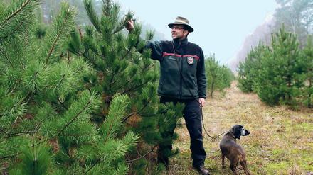 „Wir bringen keine Chemie aus, wir düngen nicht.“ Forstoberinspektor Werner Eichhoff prüft seine Weihnachtsbäume in spe. Der 49-Jährige ist ein geborener Babelsberger und seit 2003 Leiter des Reviers Wildpark. An der Leine führt der Forstmann nicht etwa einen Dackel, sondern einen Bayerischen Gebirgsschweißhund.