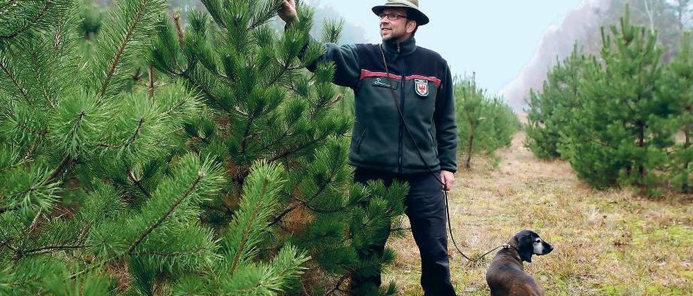 „Wir bringen keine Chemie aus, wir düngen nicht.“ Forstoberinspektor Werner Eichhoff prüft seine Weihnachtsbäume in spe. Der 49-Jährige ist ein geborener Babelsberger und seit 2003 Leiter des Reviers Wildpark. An der Leine führt der Forstmann nicht etwa einen Dackel, sondern einen Bayerischen Gebirgsschweißhund.