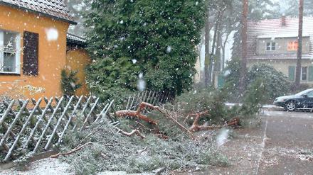 Astbruch. In Kleinmachnow gab es besonders viele Baumschäden wie hier in der Straße Am Walde.