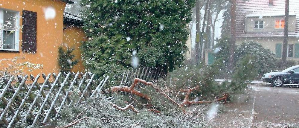 Astbruch. In Kleinmachnow gab es besonders viele Baumschäden wie hier in der Straße Am Walde.