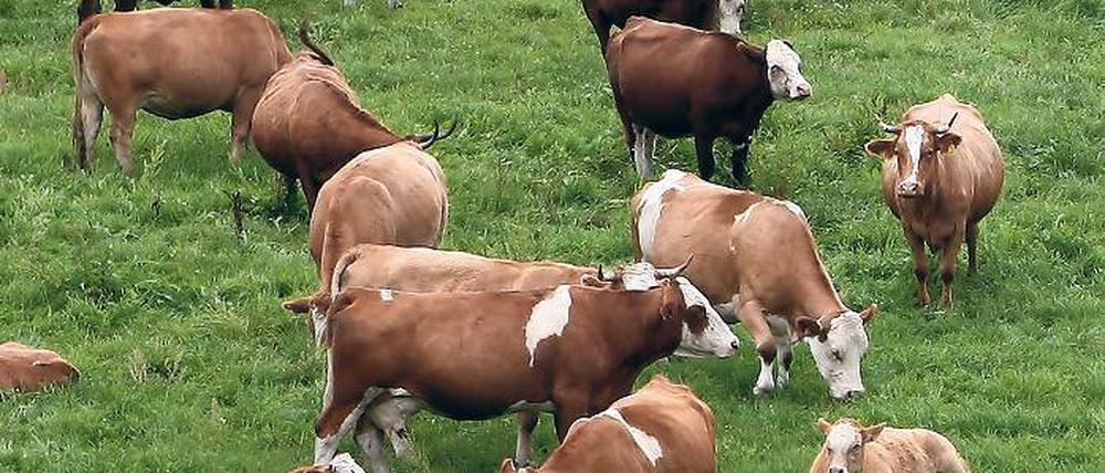 Tierisch. 701 Kühe gab es den Statistikern zufolge am 3. November 2012 in Potsdam. Die Zahl der Rinder belief sich auf insgesamt 1387. Noch zwei Jahre zuvor gab es drei Schweine- und zehn Geflügelhalterbetriebe.