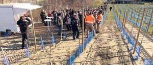 Weinberg statt Brache. Auch ohne Laga grünt es am Galgenberg.