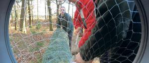 Gut verpackt. Bei Neuseddin fiel der erste Weihnachtsbaum im Landesforst.