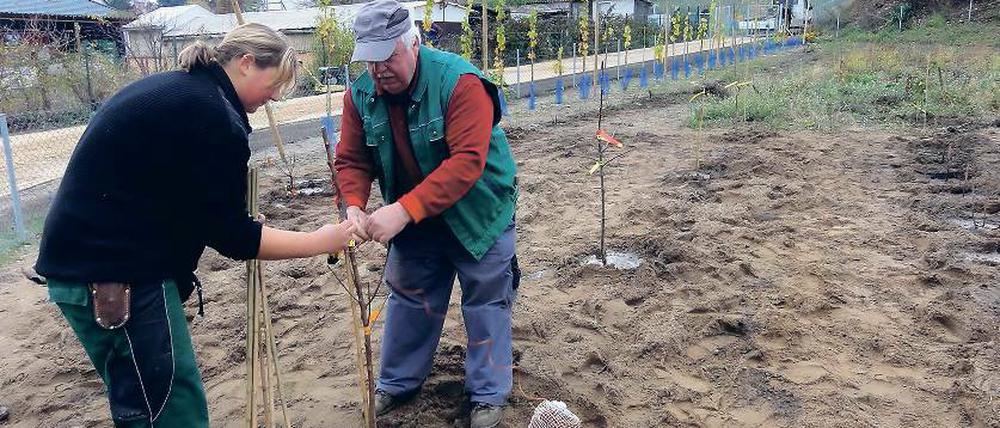 Oben Weinberg, unten Schuffelgärten. Das Lindowsche Anwesen soll künftig City und Bismarckhöhe verbinden.