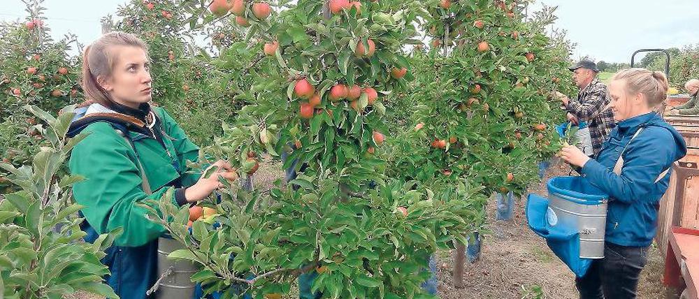 Polnische Erntehelfer in Werder. Die Gartenbaubranche beschäftigt etwa 5500 Saisonkräfte.
