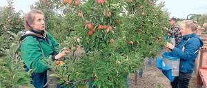 Polnische Erntehelfer in Werder. Die Gartenbaubranche beschäftigt etwa 5500 Saisonkräfte.