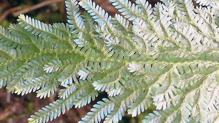 Irisierend. Der Pfauen-Moosfarn kann – je nach Licht – die Farbe wechseln.