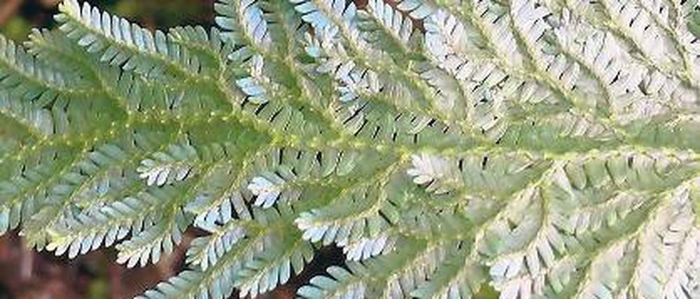 Irisierend. Der Pfauen-Moosfarn kann – je nach Licht – die Farbe wechseln.