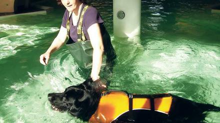 Mit Schwimmweste und Gewichten. Der Labrador Buddy macht Aquafitness gegen seine Arthrose und zum Abspecken.
