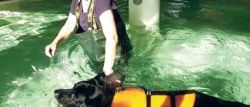 Mit Schwimmweste und Gewichten. Der Labrador Buddy macht Aquafitness gegen seine Arthrose und zum Abspecken.
