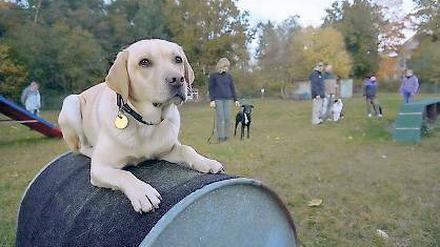 Hunde ohne Schule. Bella bangt um ihren Übungsplatz in Stahnsdorf.