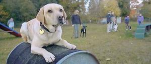 Hunde ohne Schule. Bella bangt um ihren Übungsplatz in Stahnsdorf.