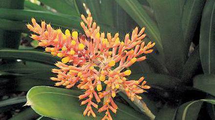 Leuchtend. Aechmea caudata.