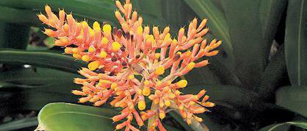 Leuchtend. Aechmea caudata.