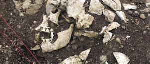 Ein Skelett wurde bei Jänschwalde noch nicht gefunden, wohl aber Hinweise auf Urmenschen in der Region.