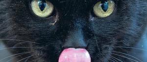 Sex aus Langeweile? Etwa zwei Millionen herrenlose Katzen streunen durch Deutschlands Straßen. In Luckenwalde sollen es bereits rund 500 sein. Weil sie dort gefüttert werden und nicht jagen müssen, widmen sie sich Experten zufolge vor allem der Vermehrung.