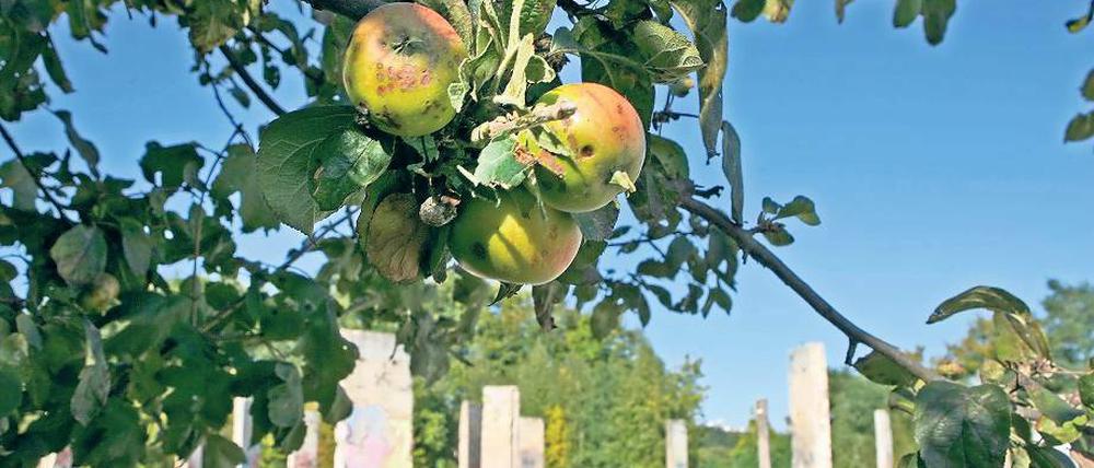 Verlockende Früchte. Auf der Internetplattform Mundraub.org sind Bäume verzeichnet, deren Früchte man kostenlos ernten kann. Doch Vorsicht ist geboten. So steht dieser empfohlene Apfelbaum an der Teltower Oderstraße auf dem Gelände des Mauerparks, das einer Baustofffirma gehört und umzäunt ist.