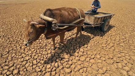 Wasserknappheit bedeutet auch: Ernteausfälle und Hungerkatastrophen.