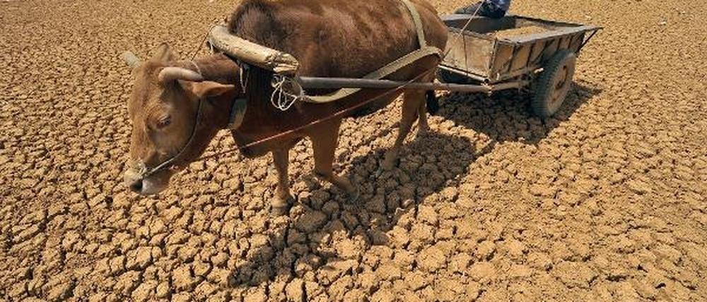 Wasserknappheit bedeutet auch: Ernteausfälle und Hungerkatastrophen.