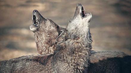 Das große Heulen. Für die einen ist er ein Räuber, für andere ein Mythos. Die Rückkehr des Wolfes polarisiert auch Brandenburg. Während Tierschützer sich freuen, sind Schäfer, Jäger und Anwohner in den Wolfsrevieren immer noch skeptisch.
