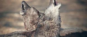 Das große Heulen. Für die einen ist er ein Räuber, für andere ein Mythos. Die Rückkehr des Wolfes polarisiert auch Brandenburg. Während Tierschützer sich freuen, sind Schäfer, Jäger und Anwohner in den Wolfsrevieren immer noch skeptisch.