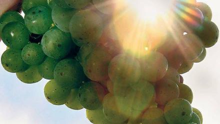 Reifezeit. Zur Lese lohnt ein Ausflug auf Werders Weinberge.