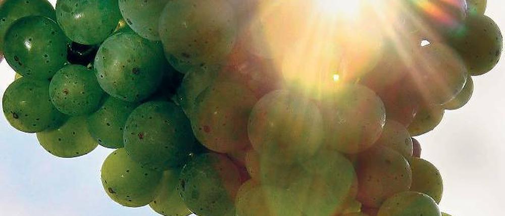 Reifezeit. Zur Lese lohnt ein Ausflug auf Werders Weinberge.