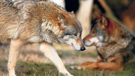 Tendenz steigend. In Brandenburg leben derzeit etwa 90 Wölfe.