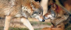 Tendenz steigend. In Brandenburg leben derzeit etwa 90 Wölfe.