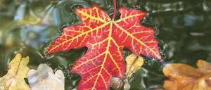 Alles so schön bunt. Das Wetter befördert die Färbung der Blätter.