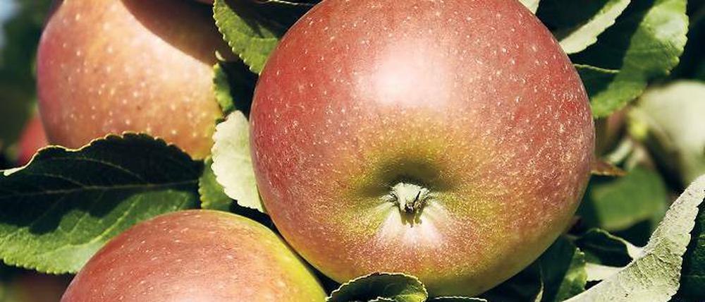 Gegen Obsträuber helfen nur regelmäßige Kontrollen auf den Plantagen.