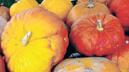 Bunte Pracht. Zunehmend setzen auch mittelmärkische Landwirte auf den Kürbisanbau.