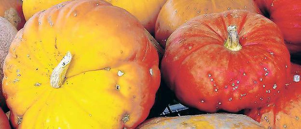 Bunte Pracht. Zunehmend setzen auch mittelmärkische Landwirte auf den Kürbisanbau.