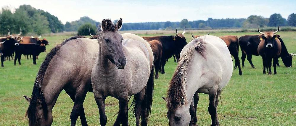 Ausgeglichen? Ur-Pferde und Auerochsen grasen in den Spreeauen.