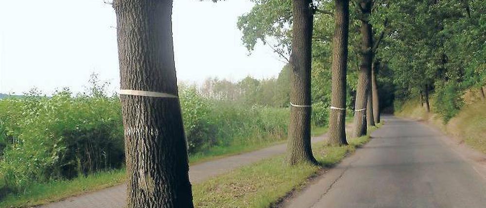 Sanfte Variante. Laut Alternativvorschlag sollen nur noch 34 Bäume fallen.