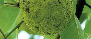 Hart und faserig. Die Früchte des Osagedorns sind wenig schmackhaft.