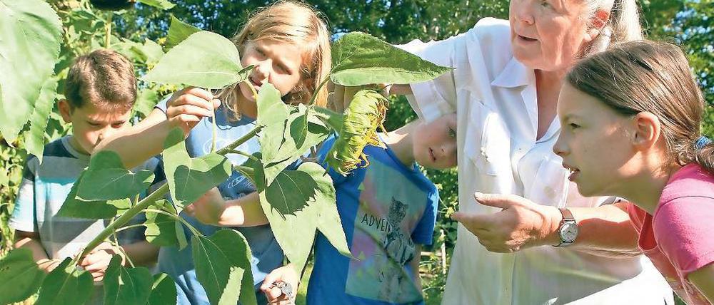 Die grüne Fee der Zeppelin-Schule. Gerlind Jäkel arbeitet seit Jahrzehnten an der Zeppelin-Grundschule – seit sie im Ruhestand ist, kümmert sie sich ehrenamtlich um den Schulgarten-Unterricht. „Ich mache das für die Kinder“, sagt sie – was ein kleines bisschen geflunkert ist. Denn die Arbeit ist auch Jäkels Lebenselixier.
