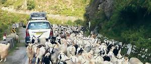 Dichter Verkehr. Die Forscher kommen auf ihrem Weg nicht immer zügig voran.