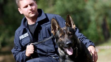 Ein Polizeihund hat einen flüchtenden Randalierer gestellt - ihn aber dabei in den Kopf gebissen.