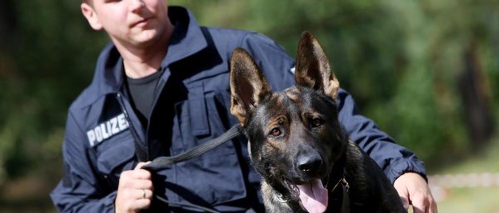 Ein Polizeihund hat einen flüchtenden Randalierer gestellt - ihn aber dabei in den Kopf gebissen.