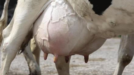 Wer gibt die Milch? Brandenburger Kühe jedenfalls nicht.