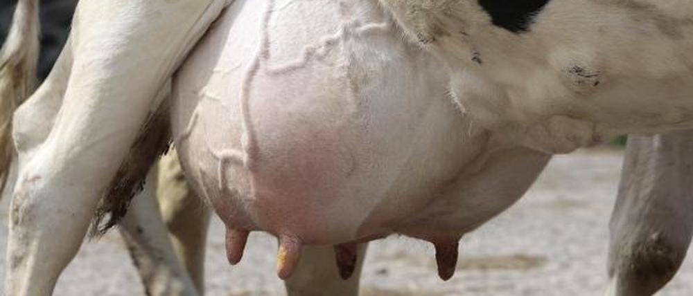 Wer gibt die Milch? Brandenburger Kühe jedenfalls nicht.