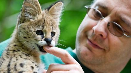 Im Eberswalder Zoo ist dieses Serval-Baby geboren. Vermisst wird es aber nicht.