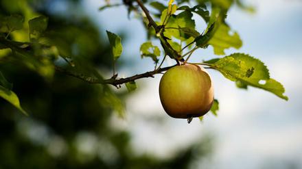 Leuchten noch in der Sonne: Die ersten Äpfel. Mit dem 1. September beginnt meteorologisch aber der Herbst.