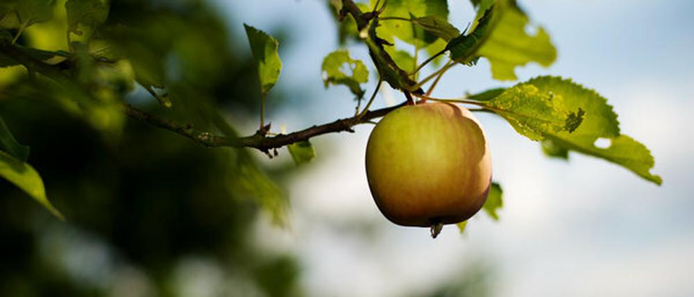 Leuchten noch in der Sonne: Die ersten Äpfel. Mit dem 1. September beginnt meteorologisch aber der Herbst.