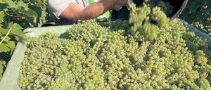 Trauben für Werderaner Federweißer. Hier landen Solaris-Trauben im Bottich.