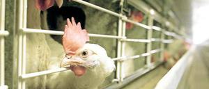 Auf Hochleistung getrimmt. Noch 1955 legte eine deutsche Legehenne wie hier in Bestensee (Dahme-Spreewald) im Schnitt 118 Eier pro Jahr, 1980 waren es dann schon 243 Eier und 2011 sogar 298 Eier.