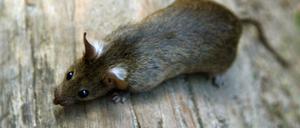 Eine Hausratte (unter Biologen: Rattus rattus) in einem Berliner Park. Häufiger sind heute die größeren Wanderratten (Rattus norvegicus).