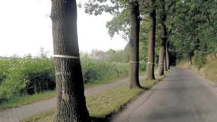 Gnadenfrist. 72 Eichen sollen für den Ausbau der Uferstraße am Schwielowsee gefällt werden. Die Bürgerinitiative hat sie mit weißen Kreuzen und Schleifen makiert.